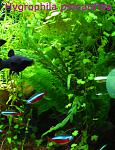 Hygrophila pinnatifida
