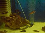   
 
	 
Paracyprichromis nigripinnis "blue neon"