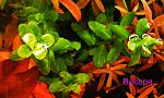 Bacopa