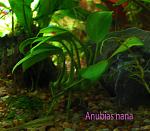 Anubias nana