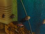   
 
	 
Paracyprichromis nigripinnis "blue neon"