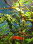 Cryptocoryne affinis