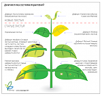plants
