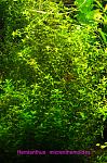 Hemianthus micranthemoides