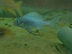 Ophthalmotilapia ventralis kambwimba