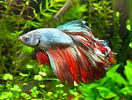 IMG 5734 Betta