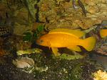 Neolamprologus leleupi
