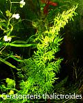 Ceratopteris thalictroides 07 05