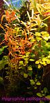 Hygrophila polisperma