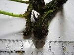 Bolbitis heudelotii "kompact"+Bolbitis heudelotii