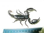 Heterometrus petersi