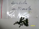 barbula sp. milimetre mos