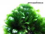 Fissidens sp. Mini