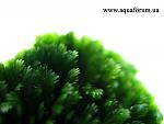 Fissidens sp. Mini