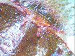 Psalmopoeus cambridgei 7
