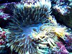 Heteractis crispa