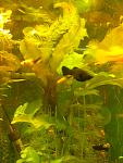 Aponogeton bolchoi