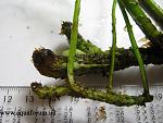 Bolbitis heudelotii "kompact"+Bolbitis heudelotii