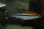   (Puntius denisonii)