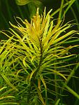 Ludvigia Cuba