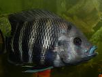 RSCN0602