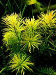 Ludvigia Cuba