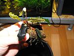 Bucephalandra sp. "Kedagang"