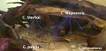 sterbai vs napoensis