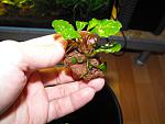 Bucephalandra sp.III