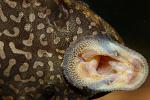 glyptoperichthys joselimaianus -  