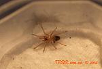 16)n.chromatus( ) 1 TM
