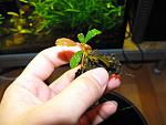 Bucephalandra sp. "Copper Leaf" ( )