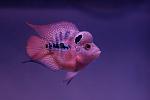 fwflowerhorn1223689844[1]