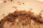 15)n.chromatus(  05.06) TM