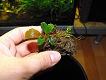 Bucephalandra sp. "Shine Blue"