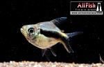 gallery 02052010 1b3b98a[1]