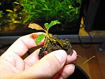 Bucephalandra sp. "Copper Leaf" ( )