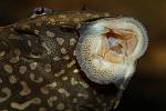 glyptoperichthys joselimaianus - 