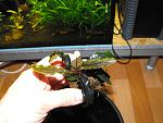 Bucephalandra sp. "Kedagang"