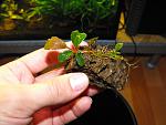 Bucephalandra sp. "Shine Blue"