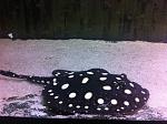 Leopold1 (2)