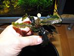 Bucephalandra sp. "Kedagang"