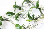 Anubias Barteri Var Broad Leaf