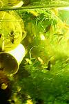 IMG0461A