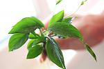 Anubias Barteri Var Broad Leaf