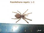 Poecilotheria regalis