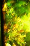 IMG0466A