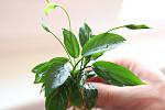 Anubias Barteri Var Broad Leaf