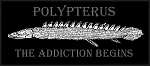 polypterus