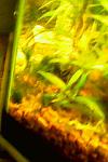 IMG0452A